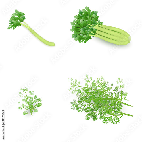 Set of celery and dill in realistic style