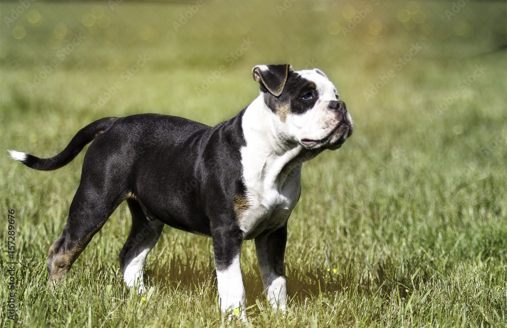 Bulldogge Achilles 4 months old while playing on a green meadow in sunlight!