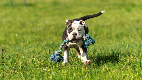 Bulldogge Achilles 4 months old while playing on a green meadow in sunlight!