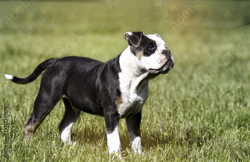 Bulldogge Achilles 4 months old while playing on a green meadow in sunlight!