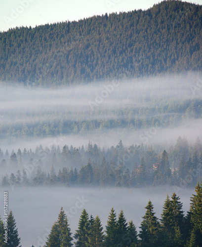 fir trees on a meadow down the will to coniferous forest in foggy mountains © Smole