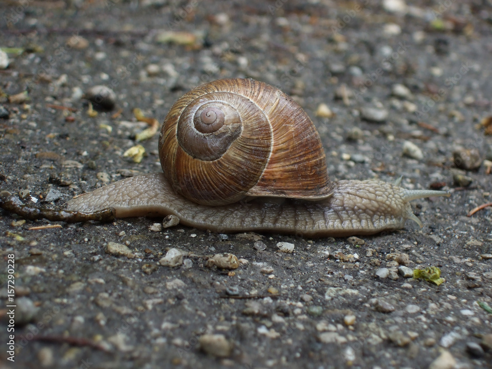 WEinbergschnecke WEinbergschnecke