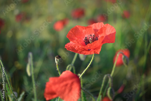 View at the group of poppy flowers of red color on a wheat field in springtime. Beauty in nature