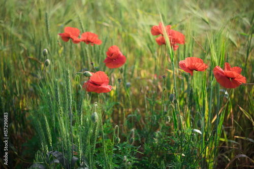 View at the group of poppy flowers of red color on a wheat field in springtime. Beauty in nature