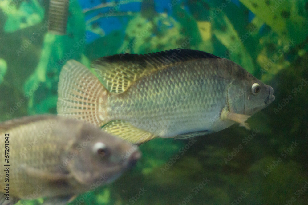 peixes peixes