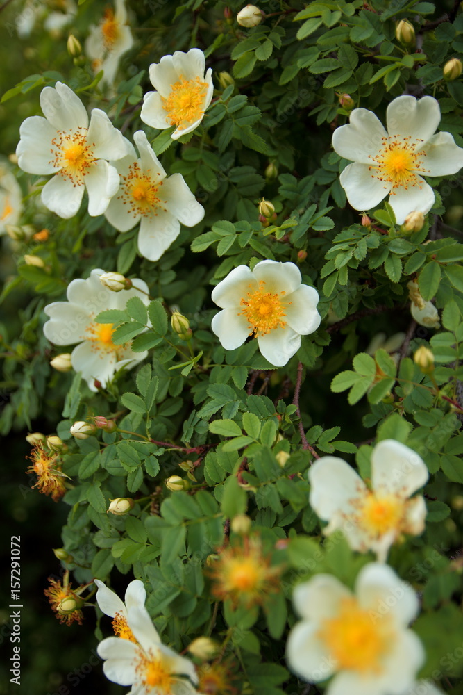 Beautiful flowers in the botanical garden Beautiful flowers in the botanical garden