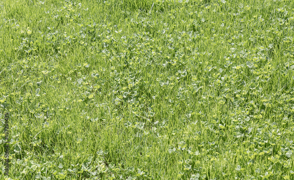 Green spring grass as background