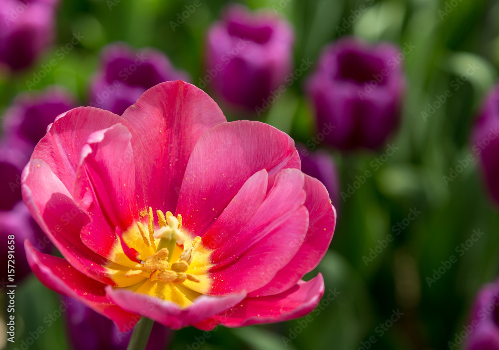 Pink bright tulip on a background of purple flowers
