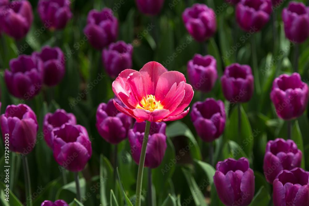 Pink bright tulip on a background of purple flowers