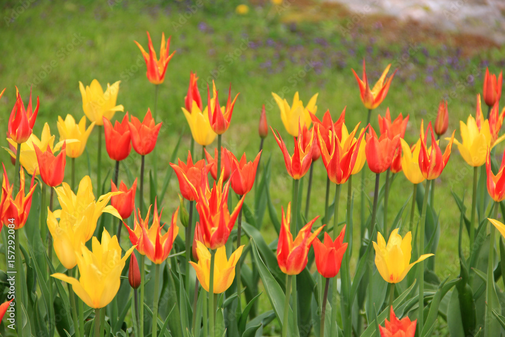 Obraz premium Multicolored tulips against the background of grass in the park