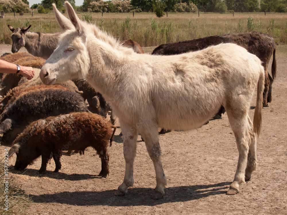 Obraz premium Esel (auch Albino)