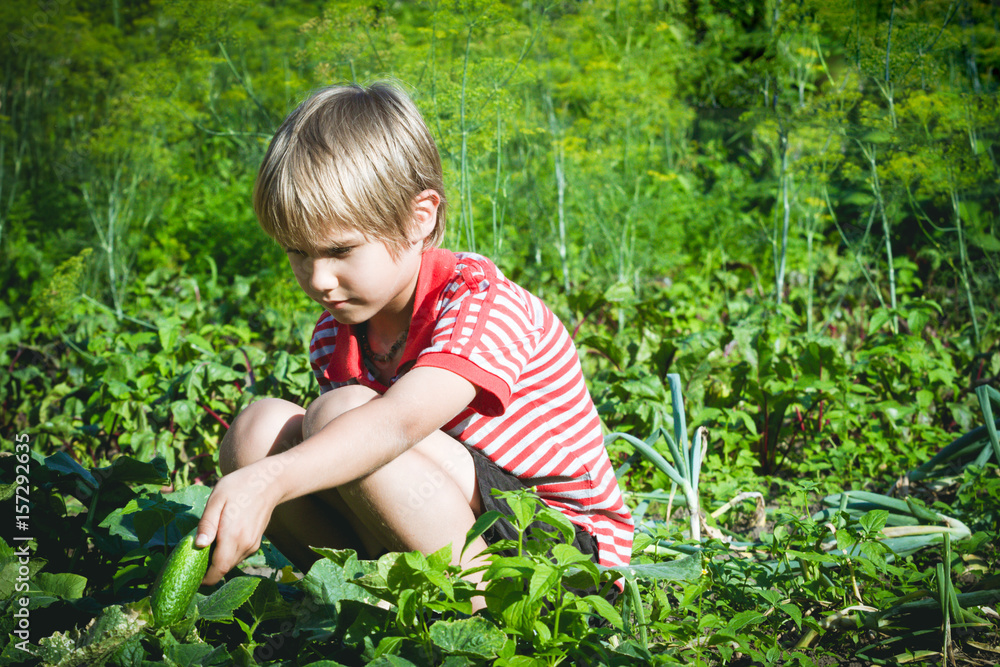 Child picking fresh vegetables in the garden at summer day. Family, healthy, gardening, lifestyle concept Child picking fresh vegetables in the garden at summer day. Family, healthy, gardening, lifestyle concept
