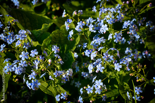 Flowering forget-me-nots. 