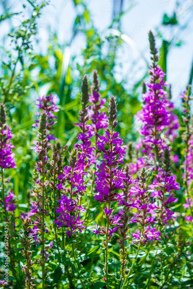 Photo of a violet beautiful flowers at summer Photo of a violet beautiful flowers at summer