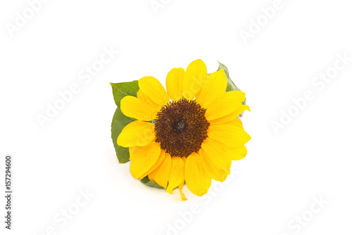 spring summer sunflower isolated on white background