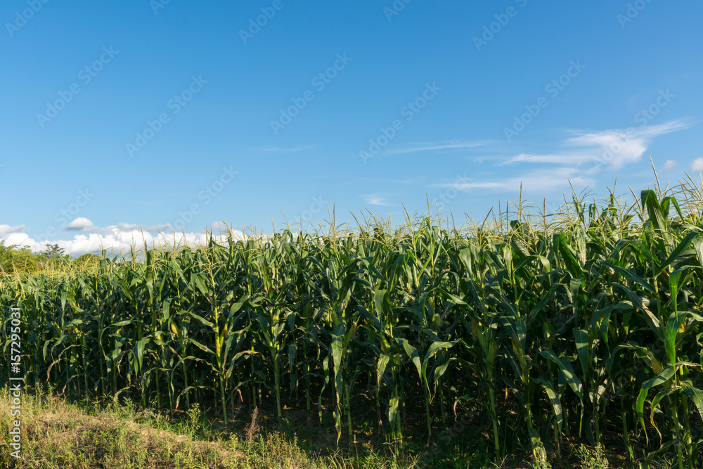 Fototapeta premium corn field with blue sky