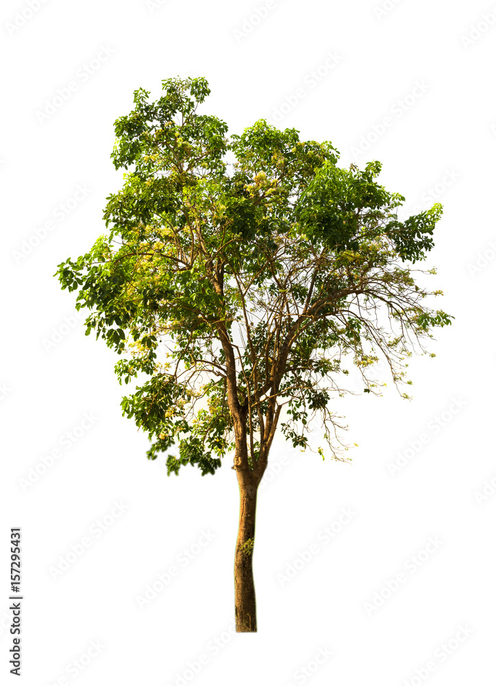 Fototapeta premium Trees isolated on white background