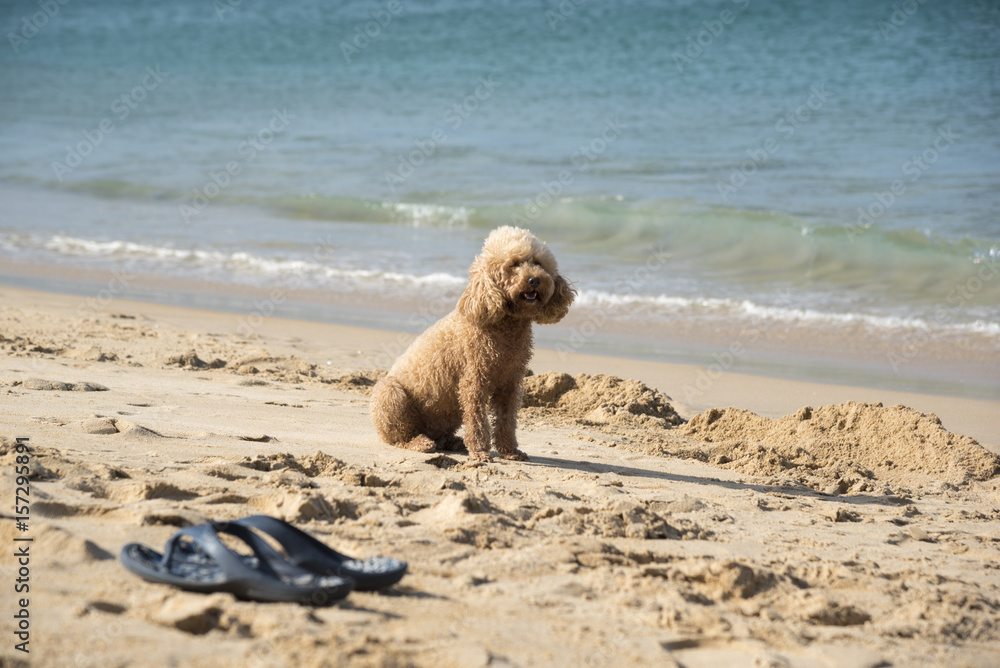 A dog at the beach A dog at the beach