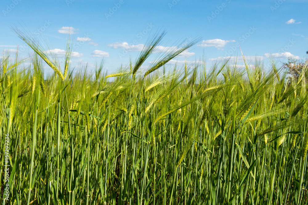 Obraz premium Field with green wheat against the blue sky