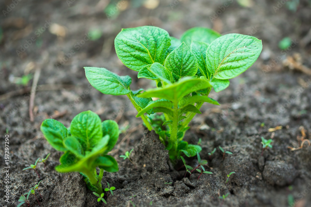 Closeup top view image of green potato sprout at soil background.