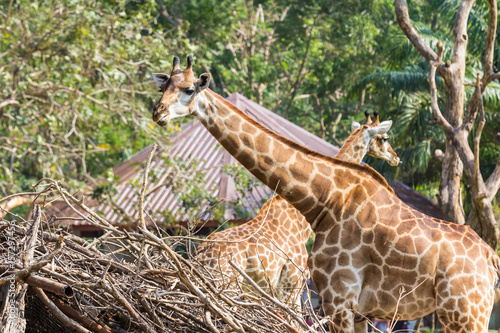 Photography Giraffes in the zoo