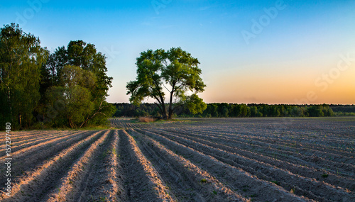 фотографія Plowed field with furrows and lonely treetops at sunset in the spring
