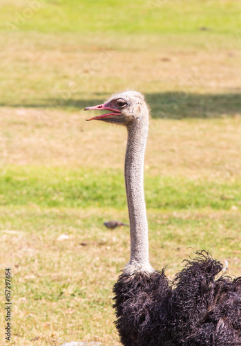 ostrich
