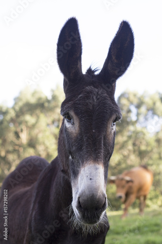 Donkey © paula sierra