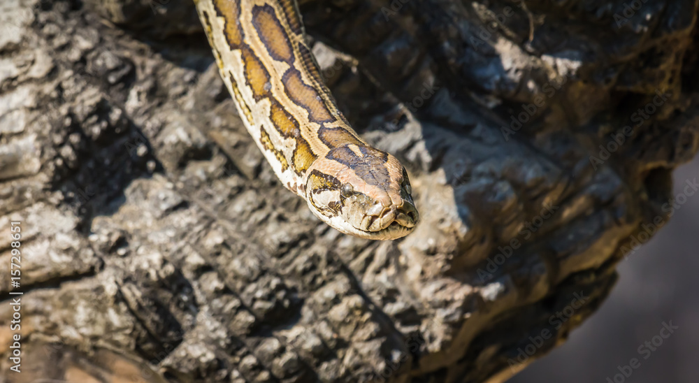 Python reptiles in the zoo
Python reptiles in the zoo