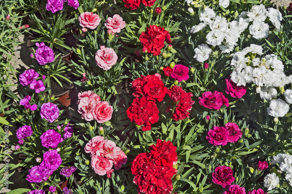 Carnation flowers for seedlings Carnation flowers for seedlings