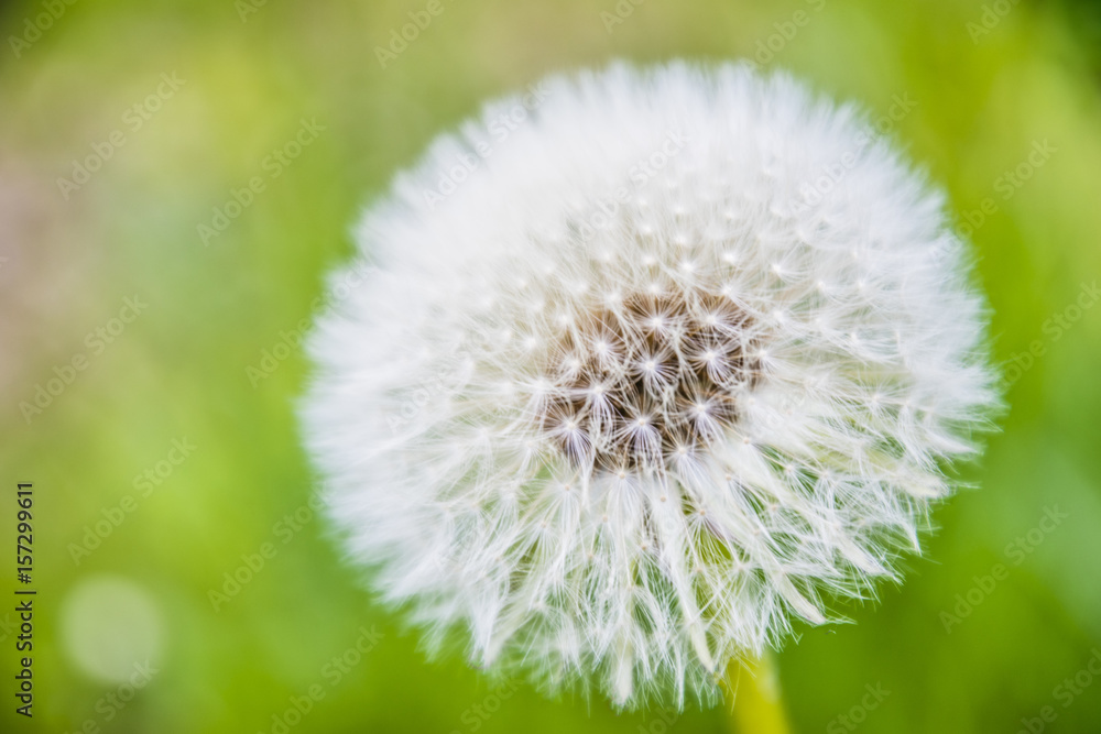 Löwenzahn, Pusteblume vor unscharfen Hintergrund Löwenzahn, Pusteblume vor unscharfen Hintergrund