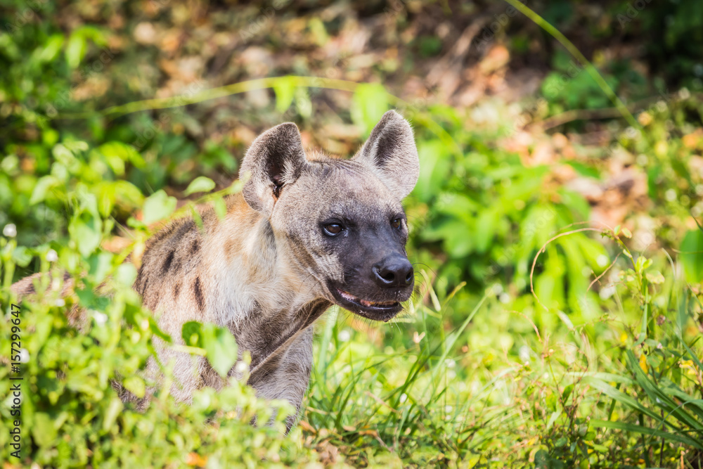 Awesome wildlife hyenas
