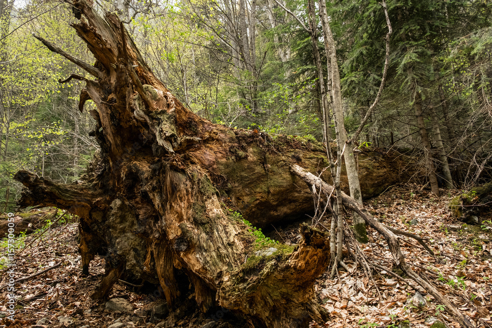 abstract the old broken tree lying in the green forest with a large root abstract the old broken tree lying in the green forest with a large root