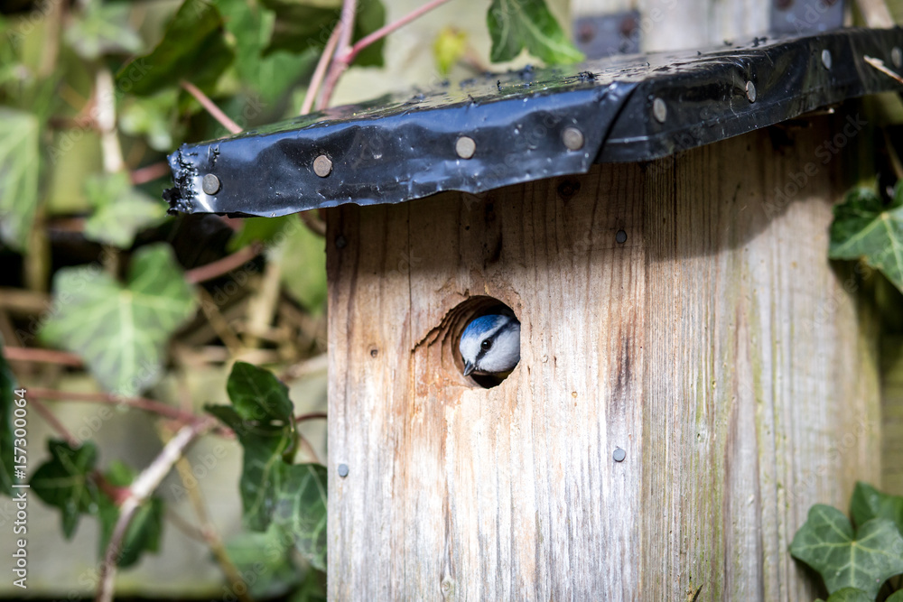 Blue tit at a birdhouse Blue tit at a birdhouse