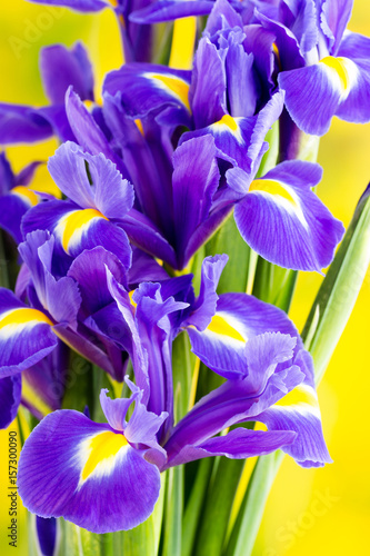 Fototapeta Naklejka Na Ścianę i Meble -  Purple iris flower on the yellow background.