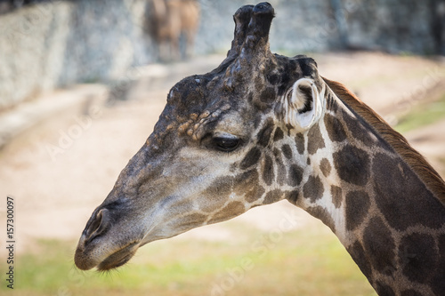 Photography Giraffes in the zoo