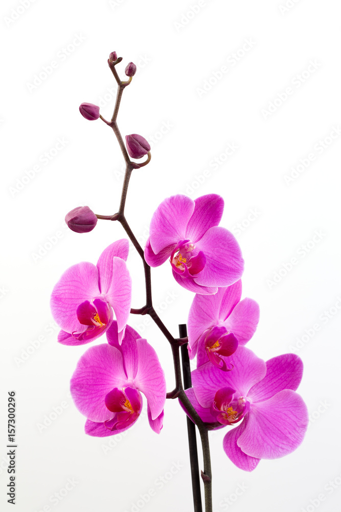 Pink orchid on the white background.