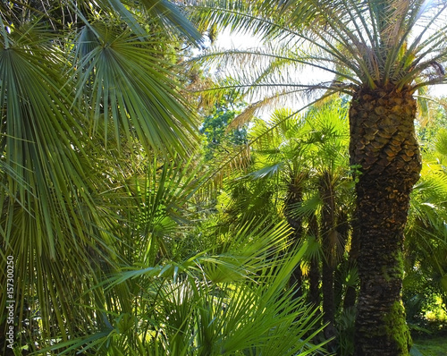 Green palm trees