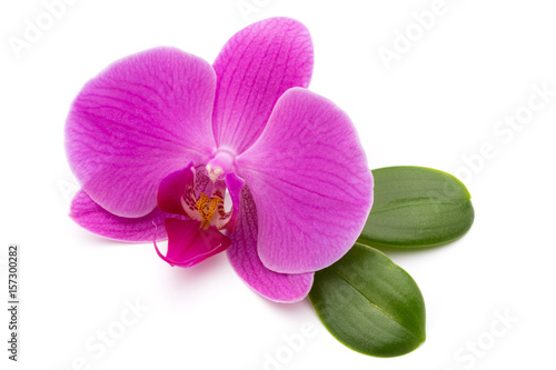 Pink orchid on the white background.