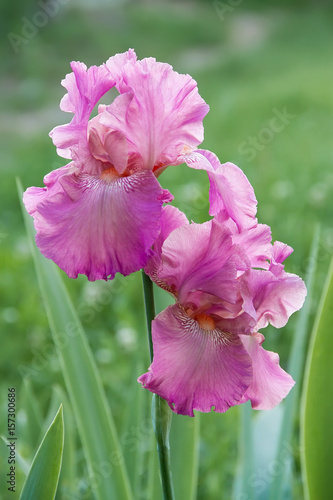 Fototapeta Naklejka Na Ścianę i Meble -  Pink flower iris.
