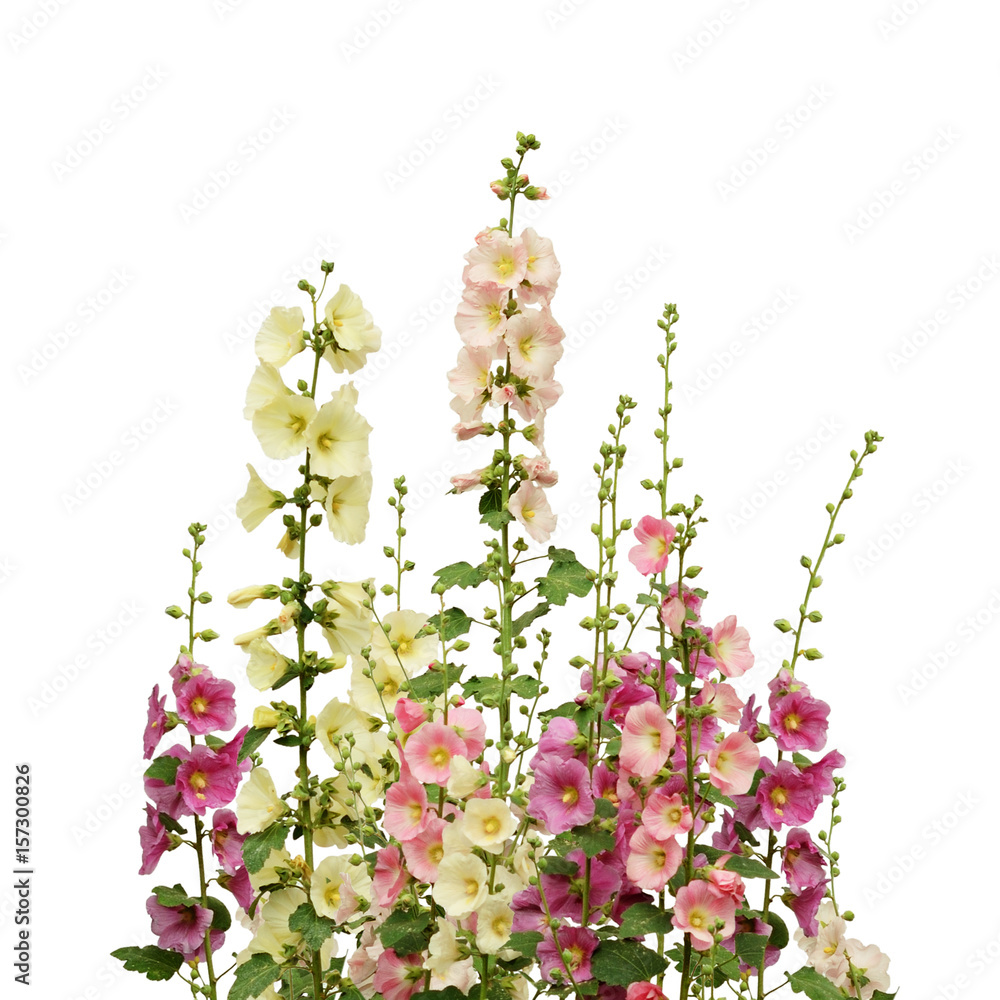 Pink and white mallow flowers - obrazy, fototapety, plakaty 