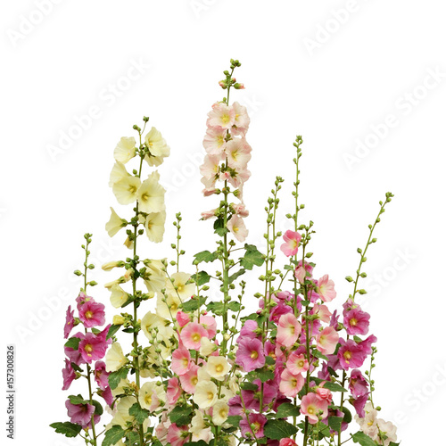 Canvas Print Pink and white mallow flowers