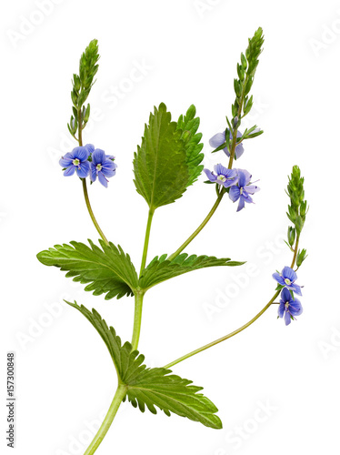 Closeup of Veronica chamaed...