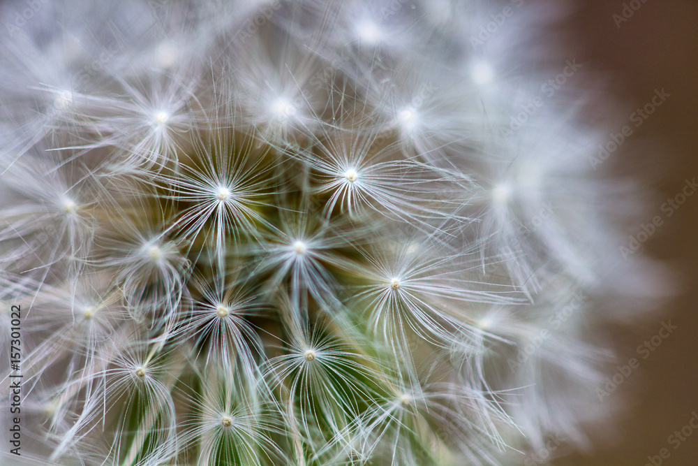 Beautiful white dandelion during summer, closeup macro shoot Beautiful white dandelion during summer, closeup macro shoot