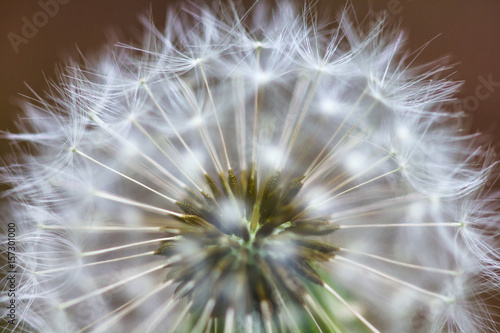 Closeup of beautiful white dandelion, macro shoot