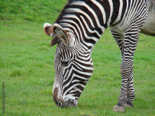 A grazing zebra