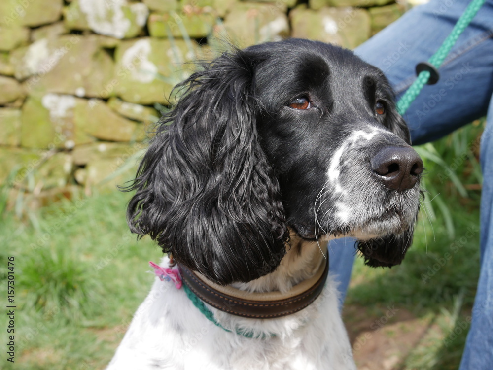 Black and white springer sales spaniel