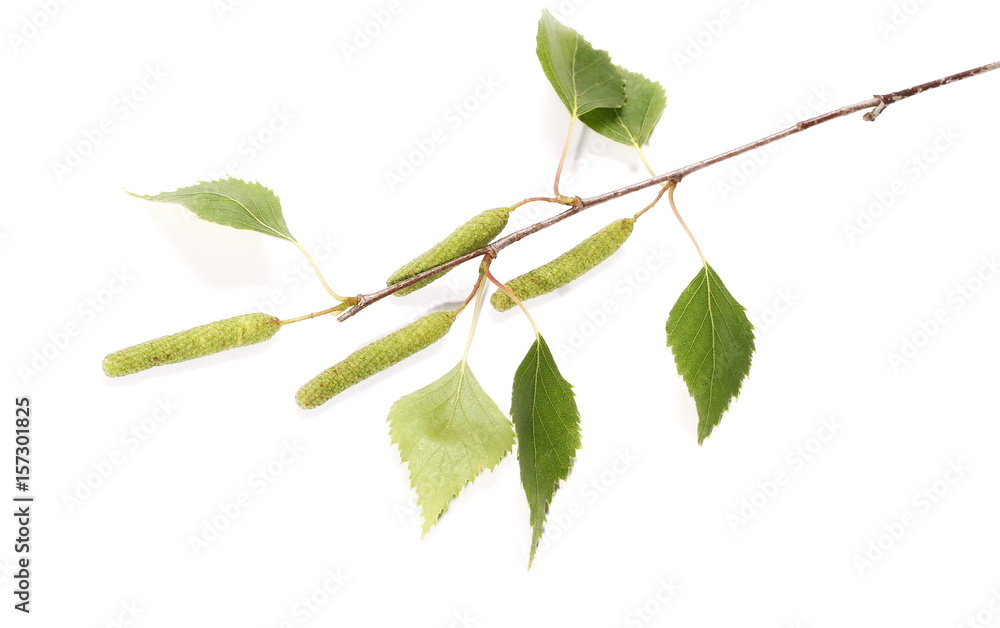 Fototapeta premium Birch tree catkin twig, betula pendula ament stem, young spring leaves, isolated on white