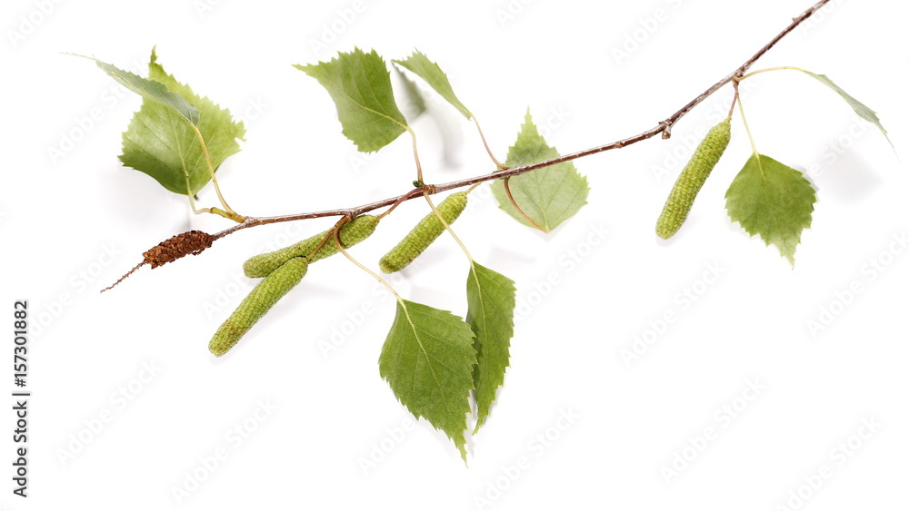 Fototapeta premium Gałązka bazi brzozy, łodyga betula pendula ament, młode wiosenne liście, na białym tle
