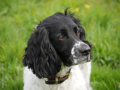 Obraz na płótnie Cute black and white springer spaniel